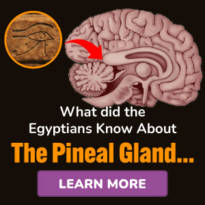 Pineal xt المنتج